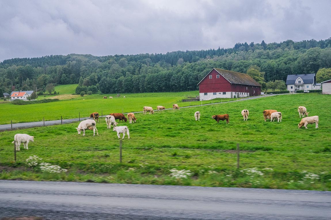 Bild: En ganska typisk utsikt från tåget mellan Skene och Veddige 2024